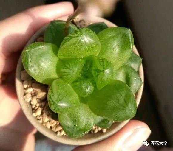 冰灯玉露怎么繁殖,冰灯玉露怎么爆盆? 冰灯玉露怎么繁殖,冰灯玉露怎么爆盆?