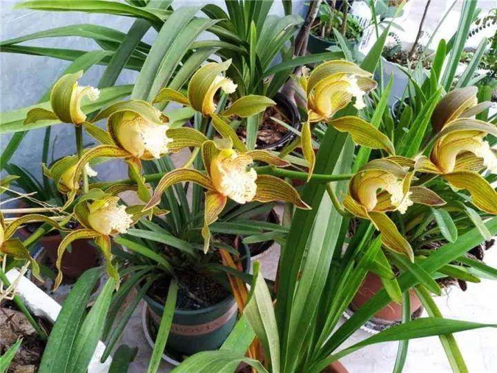 春兰怎么养才能开花，春兰品种大全?