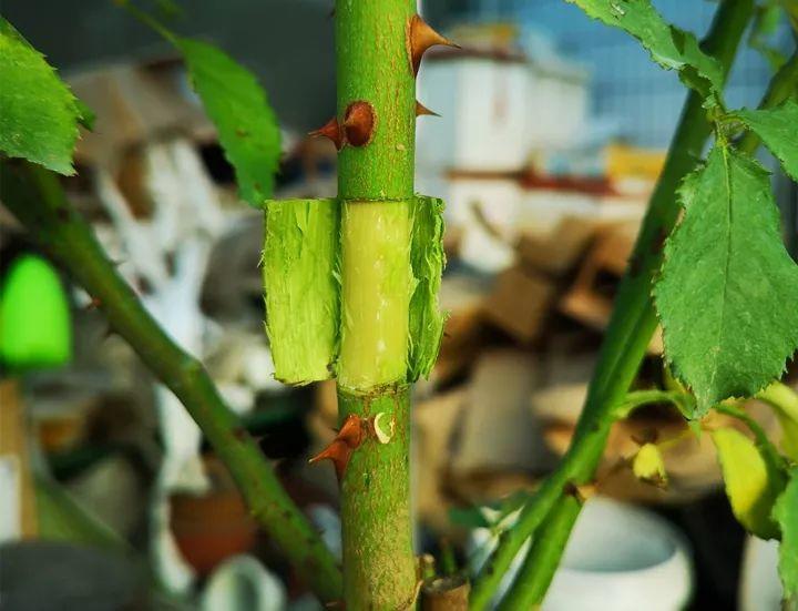 茶花压条多久生根,空中压条繁殖技术,腊梅压条繁殖时间? 茶花压条多久生根,空中压条繁殖技术,腊梅压条繁殖时间?