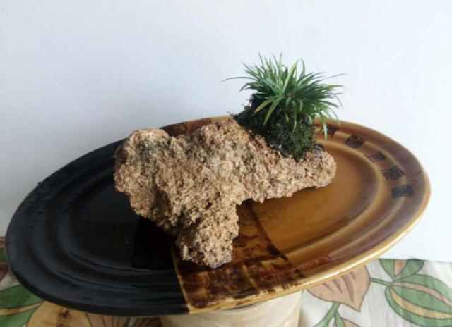 菖蒲怎么浇水，菖蒲叶尖干枯怎么办?