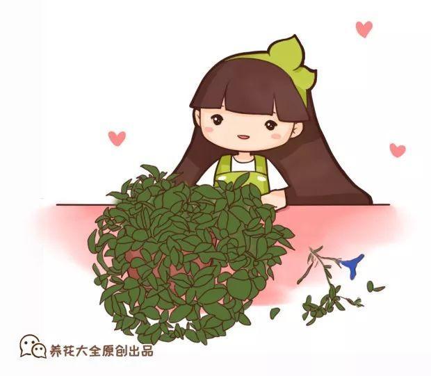 矮牵牛在什么季节开花,矮牵牛开花后要打顶吗? 矮牵牛在什么季节开花,矮牵牛开花后要打顶吗?