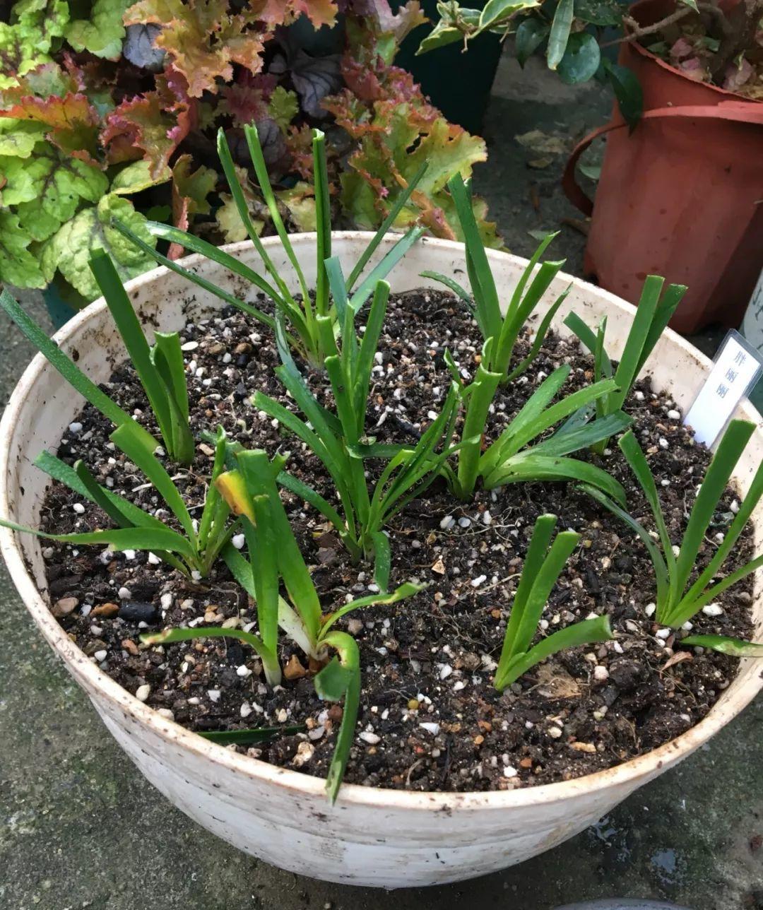 葱兰什么时候开花，葱兰和韭兰的区别?
