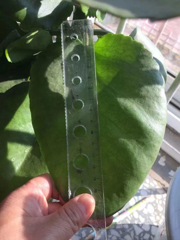 长寿花施肥方法,用什么肥好,长寿花用什么肥好什么时候施肥合适? 长寿花施肥方法,用什么肥好,长寿花用什么肥好什么时候施肥合适?