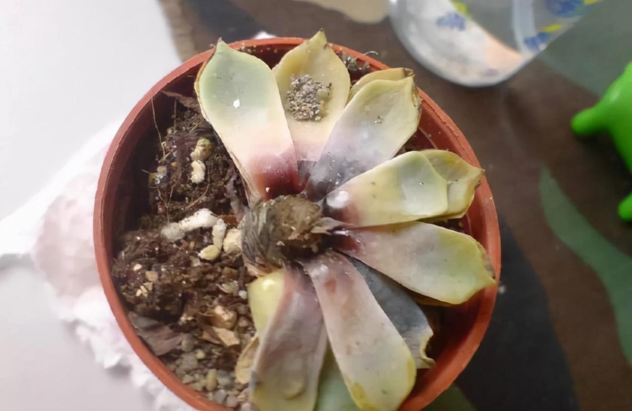 不夜城的分株繁殖,蝴蝶兰是怎么繁殖的? 不夜城的分株繁殖,蝴蝶兰是怎么繁殖的?