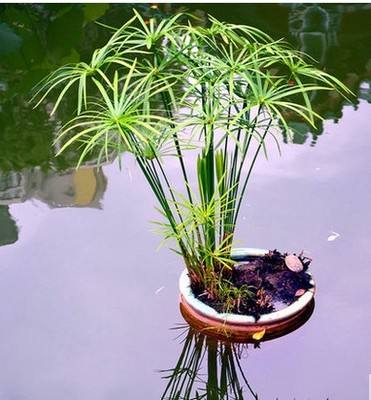怎样科学繁殖棕竹(棕竹种植技术) 怎样科学繁殖棕竹(棕竹种植技术)