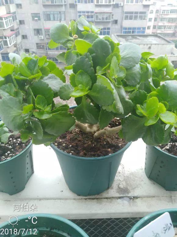 长寿花花谢后如何修剪,怎么处理,杜鹃花花谢后怎样修剪? 长寿花花谢后如何修剪,怎么处理,杜鹃花花谢后怎样修剪?