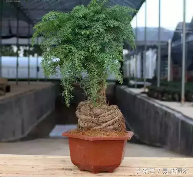 澳洲杉盆景怎么修剪，澳洲杉什么时候修剪?