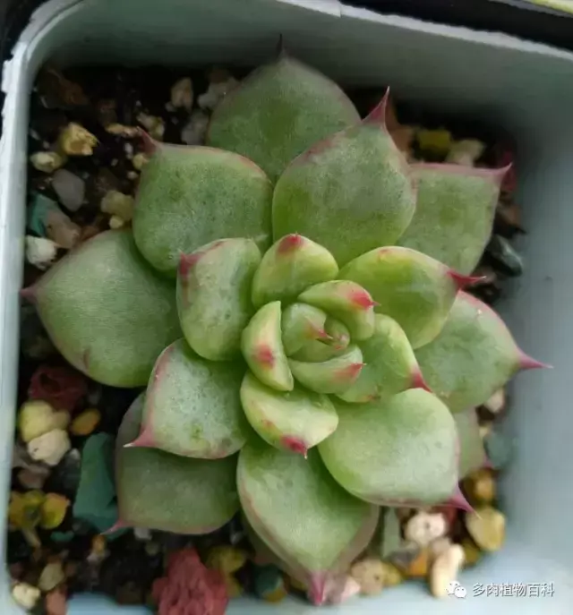 碧玉莲如何度夏,碧玉莲叶子瘪了怎么办? 碧玉莲如何度夏,碧玉莲叶子瘪了怎么办?