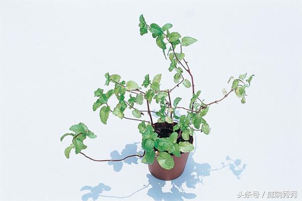 怎么让薄荷茎叶粗壮，怎么修剪，怎么让植物的茎干粗壮?