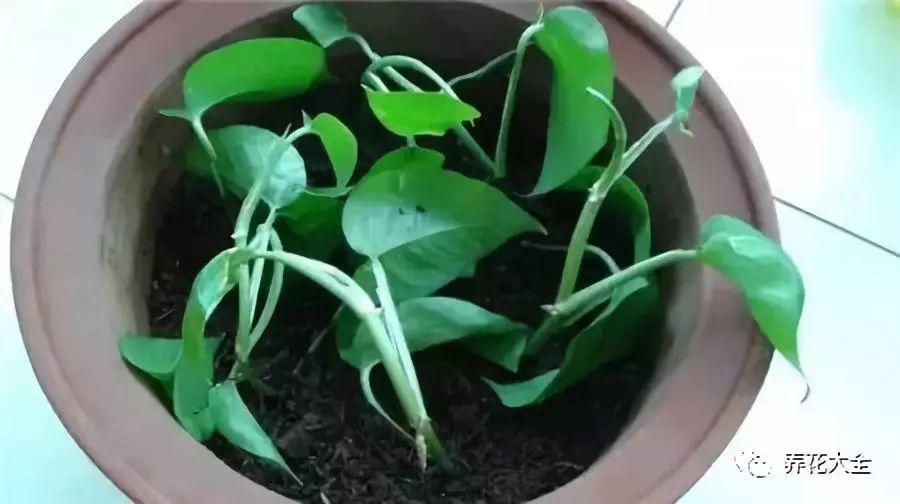 茶梅怎么扦插，茶梅扦插生根最快方法?