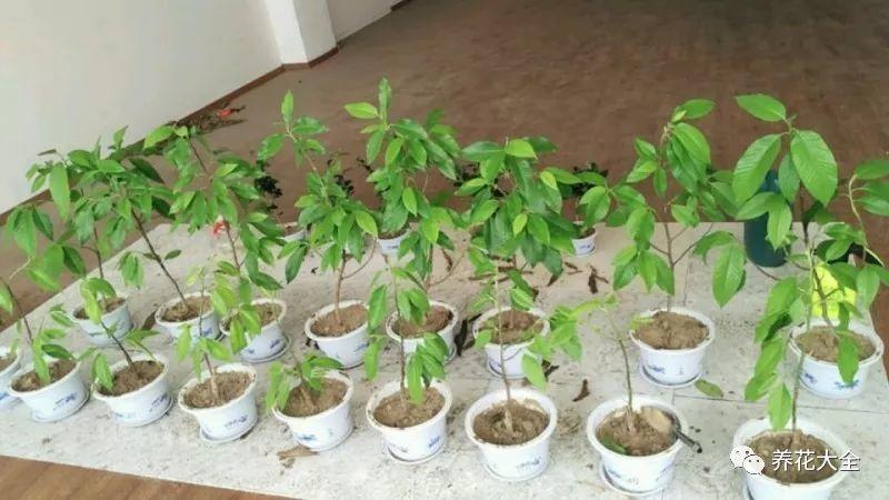 白兰花什么时候开花，地栽白兰花过冬?