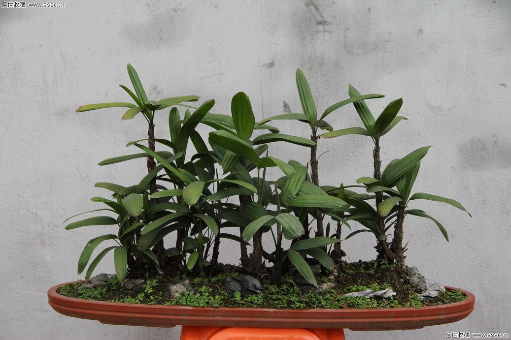 怎样科学繁殖棕竹(棕竹种植技术) 怎样科学繁殖棕竹(棕竹种植技术)