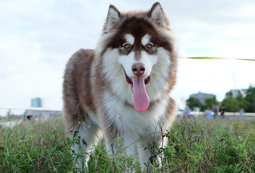 阿拉斯加犬怎么选(阿拉斯加犬怎么挑选) 阿拉斯加犬怎么选(阿拉斯加犬怎么挑选)
