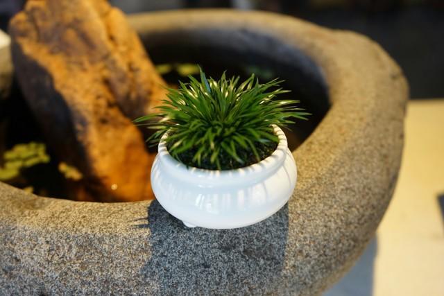 菖蒲怎么浇水，菖蒲叶尖干枯怎么办?