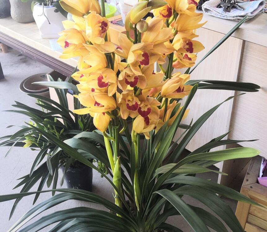 大花蕙兰掉花苞怎么办，有花苞了怎么浇水，大花蕙兰有花苞了怎么浇水?