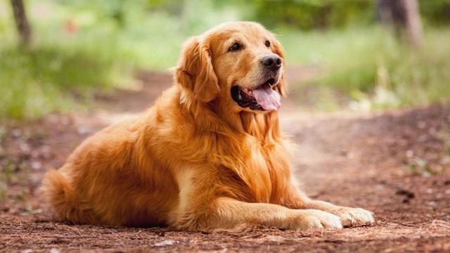 金毛是猎犬吗(金毛战斗力被严重低估)