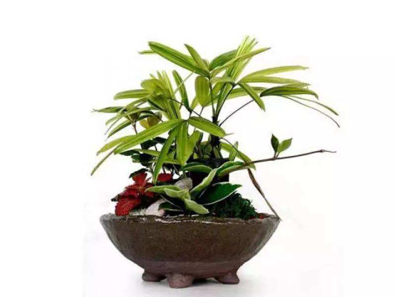怎样科学繁殖棕竹(棕竹种植技术) 怎样科学繁殖棕竹(棕竹种植技术)