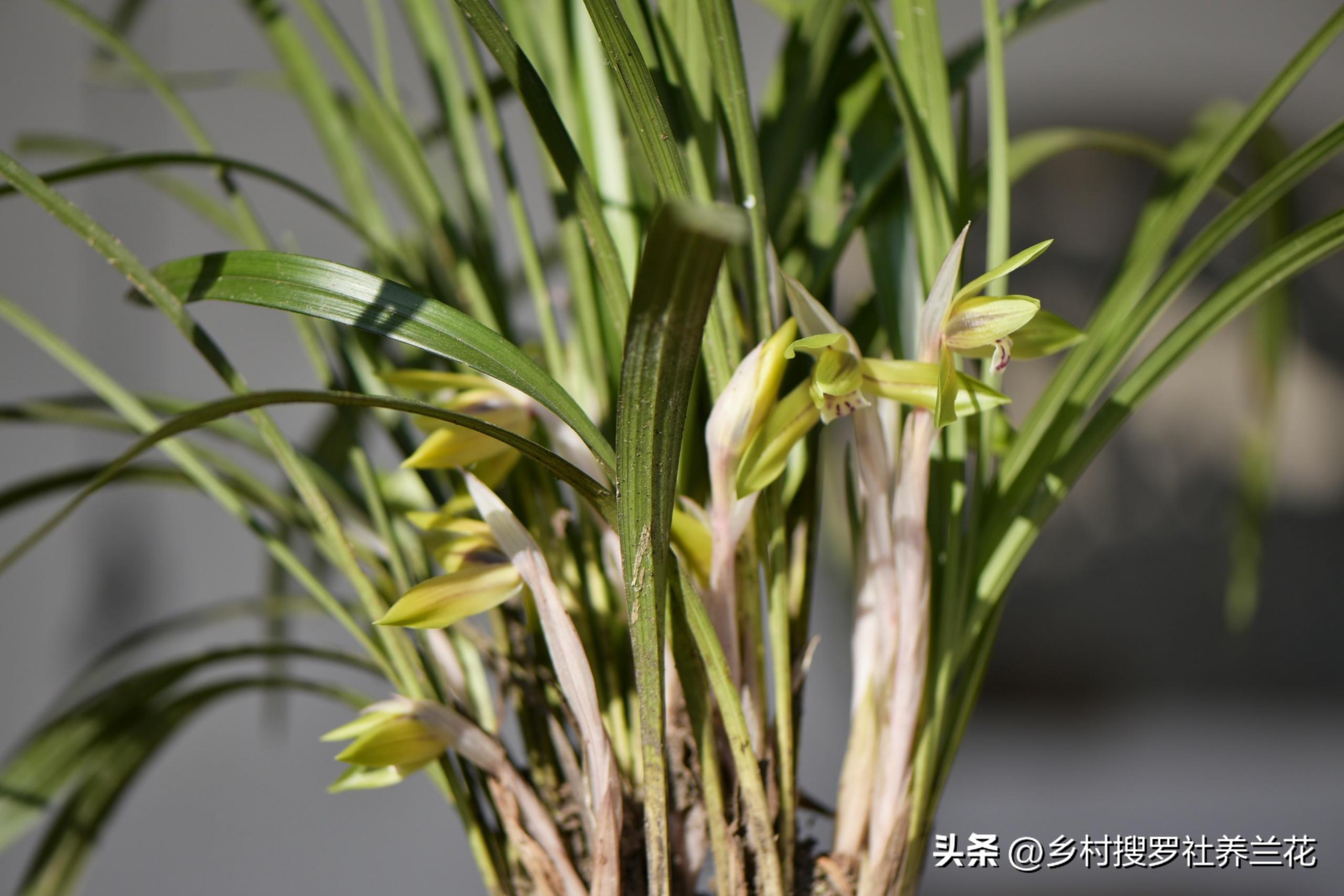 春兰怎么繁殖，兰花种子繁殖技术?