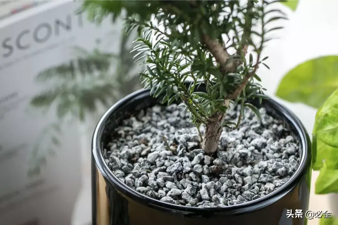 曼地亚红豆杉怎么换盆,红豆杉品种哪个最贵? 曼地亚红豆杉怎么换盆,红豆杉品种哪个最贵?