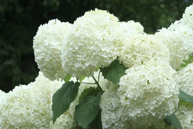八仙花怎么繁殖,八仙花的养殖方法和注意事项? 八仙花怎么繁殖,八仙花的养殖方法和注意事项?