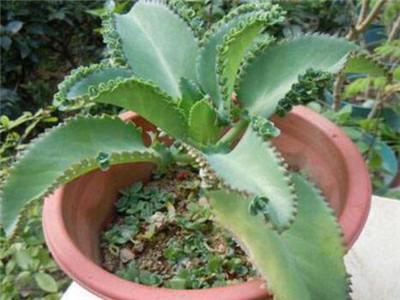 落地生根开花吗,落地生根会开花吗什么时候开花? 落地生根开花吗,落地生根会开花吗什么时候开花?