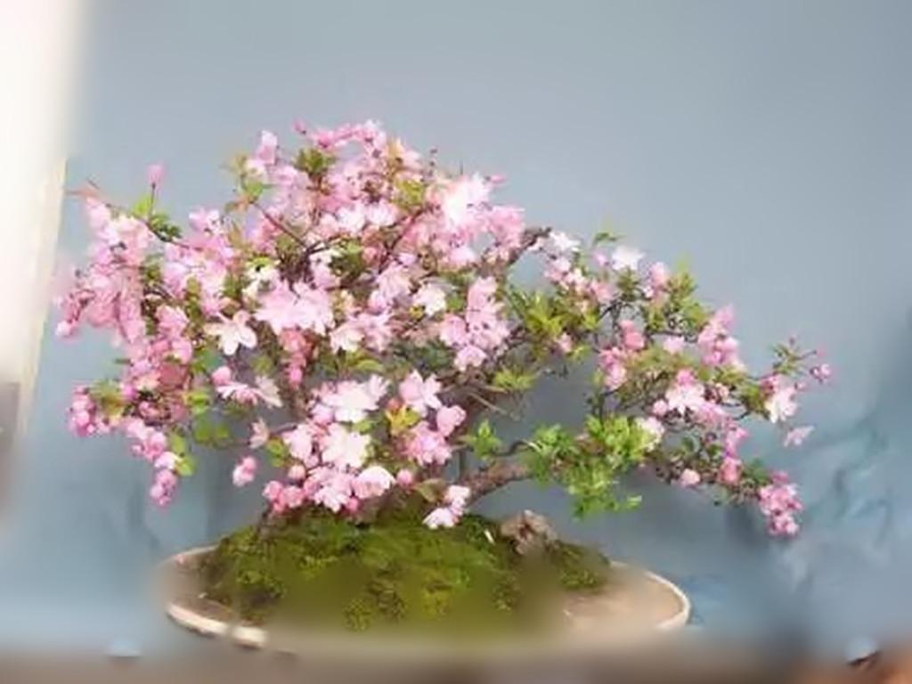 怎么让垂枝海棠二次开花,皇家美人垂枝海棠? 怎么让垂枝海棠二次开花,皇家美人垂枝海棠?