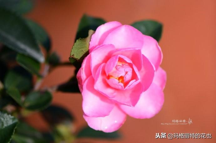 如何使茶梅在圣诞开花，茶梅开白花怎么办?