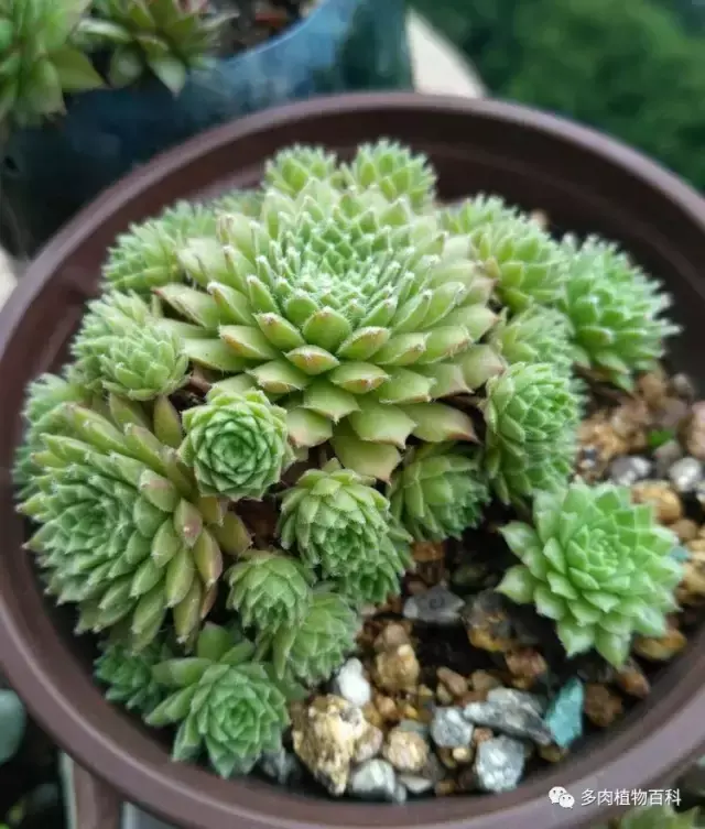 碧玉莲如何度夏,碧玉莲叶子瘪了怎么办? 碧玉莲如何度夏,碧玉莲叶子瘪了怎么办?