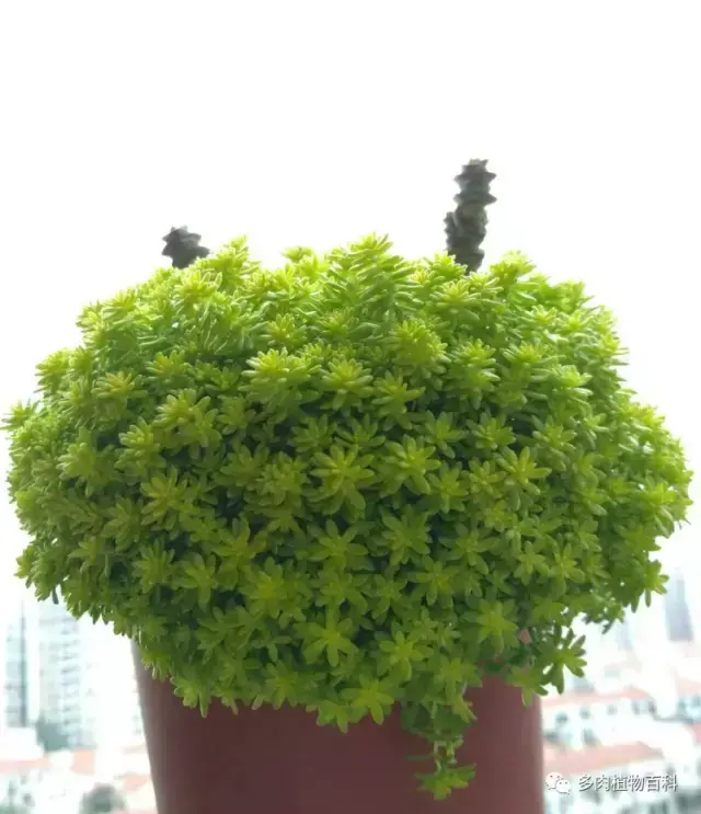 碧玉莲如何度夏,碧玉莲叶子瘪了怎么办? 碧玉莲如何度夏,碧玉莲叶子瘪了怎么办?