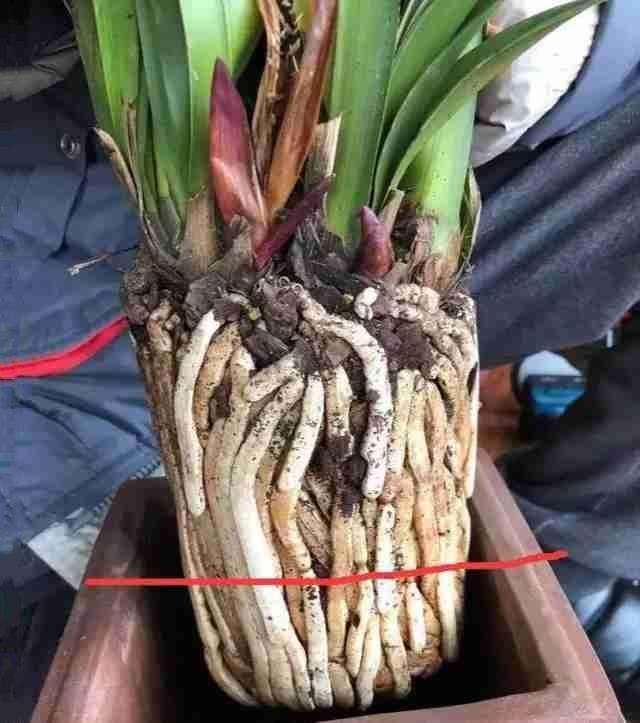 大花蕙兰如何换盆，怎么分株，大花蕙兰几月份换盆?