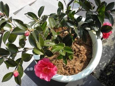 茶梅盆景的修剪方法，茶梅的修剪方法图解?