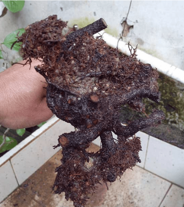 茶花换盆后掉叶怎么办,茶花怎么服盆,茶花叶子掉光了能活吗? 茶花换盆后掉叶怎么办,茶花怎么服盆,茶花叶子掉光了能活吗?