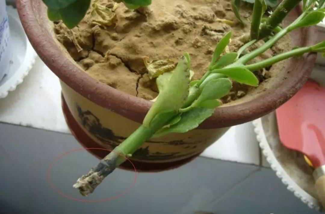 不夜城的分株繁殖,蝴蝶兰是怎么繁殖的? 不夜城的分株繁殖,蝴蝶兰是怎么繁殖的?