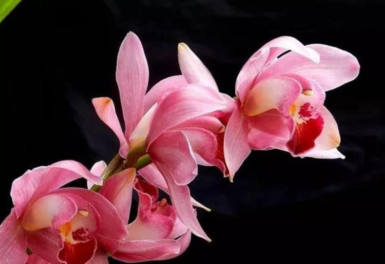 大花蕙兰花期怎样浇水，大花蕙兰怎么浇水合适?