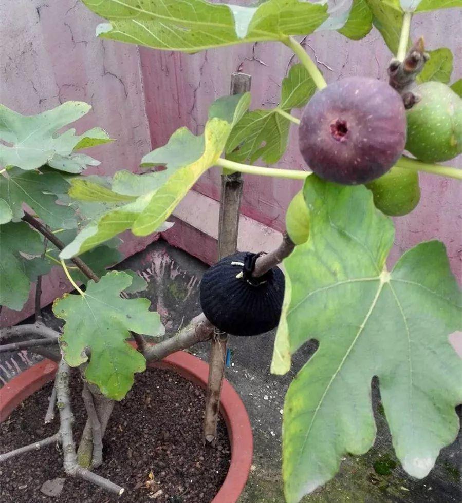 茶花压条多久生根,空中压条繁殖技术,腊梅压条繁殖时间? 茶花压条多久生根,空中压条繁殖技术,腊梅压条繁殖时间?