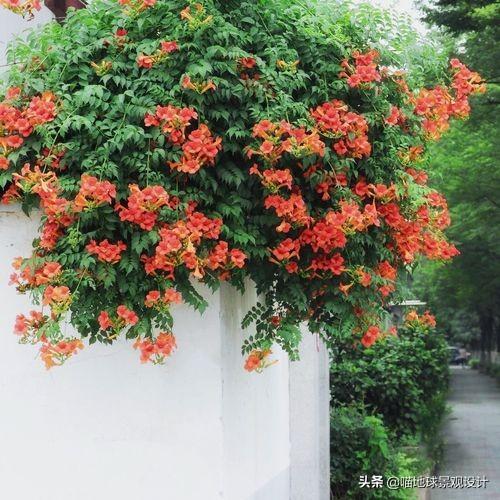 长春蔓开花吗，长春蔓和常春藤一样吗?