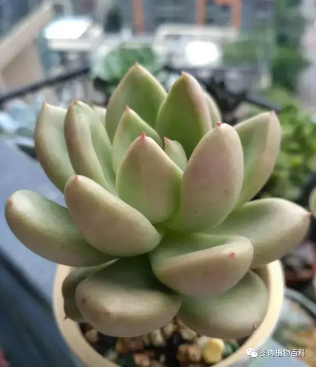 碧玉莲如何度夏,碧玉莲叶子瘪了怎么办? 碧玉莲如何度夏,碧玉莲叶子瘪了怎么办?