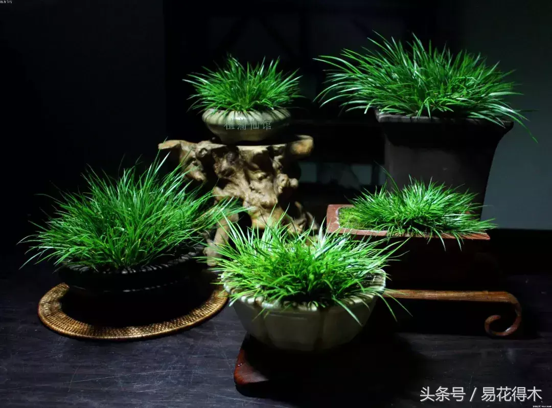 花菖蒲怎么修剪，菖蒲开花图片?