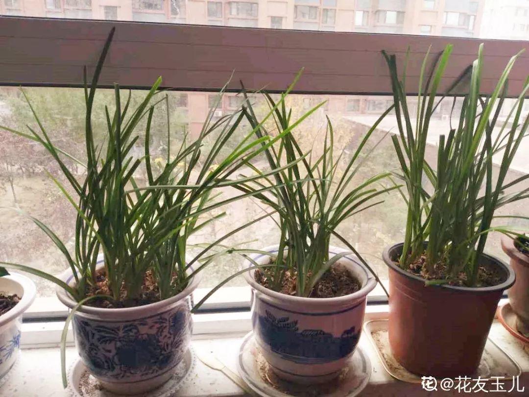 春兰怎么养才能开花，春兰品种大全?