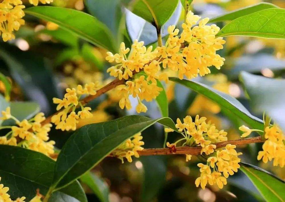 桂花是哪个城市的市花，开花季节，桂花是哪个季节开花?
