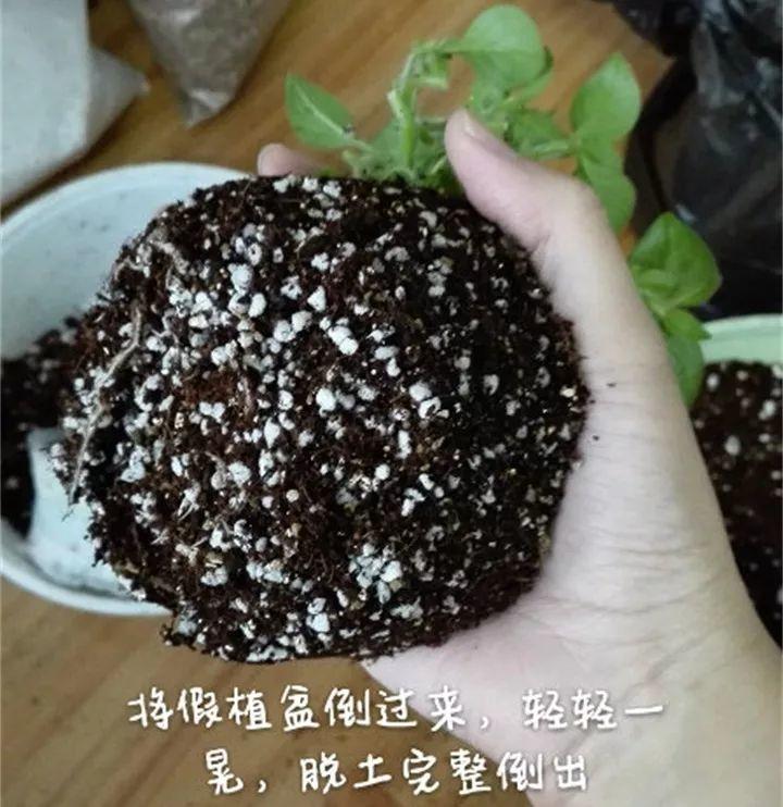 矮牵牛在什么季节开花,矮牵牛开花后要打顶吗? 矮牵牛在什么季节开花,矮牵牛开花后要打顶吗?