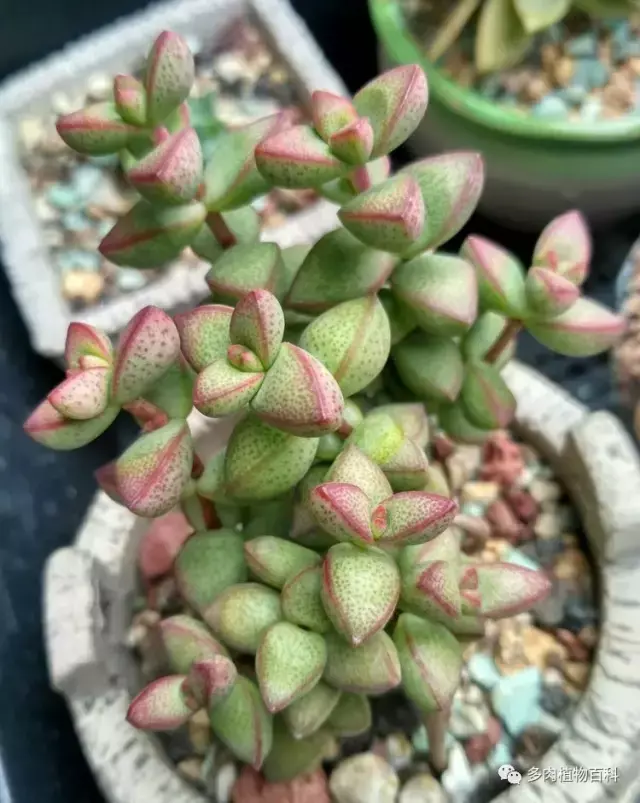 碧玉莲如何度夏,碧玉莲叶子瘪了怎么办? 碧玉莲如何度夏,碧玉莲叶子瘪了怎么办?