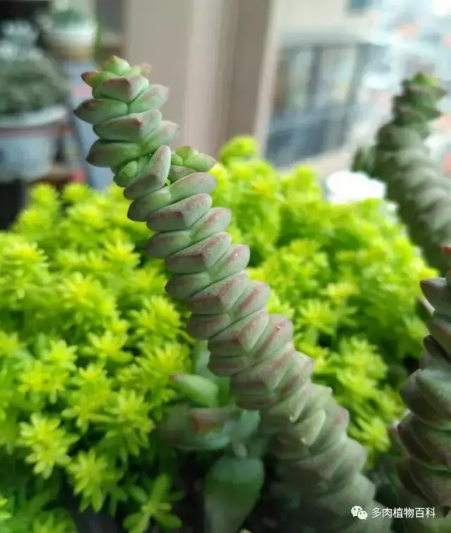 碧玉莲如何度夏,碧玉莲叶子瘪了怎么办? 碧玉莲如何度夏,碧玉莲叶子瘪了怎么办?