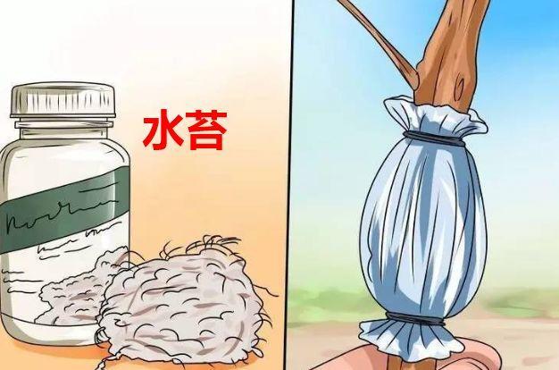 茶花压条多久生根,空中压条繁殖技术,腊梅压条繁殖时间? 茶花压条多久生根,空中压条繁殖技术,腊梅压条繁殖时间?