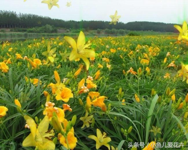 百合开花之后怎么处理,百合一年开花几次,如何让百合分叉多开花? 百合开花之后怎么处理,百合一年开花几次,如何让百合分叉多开花?