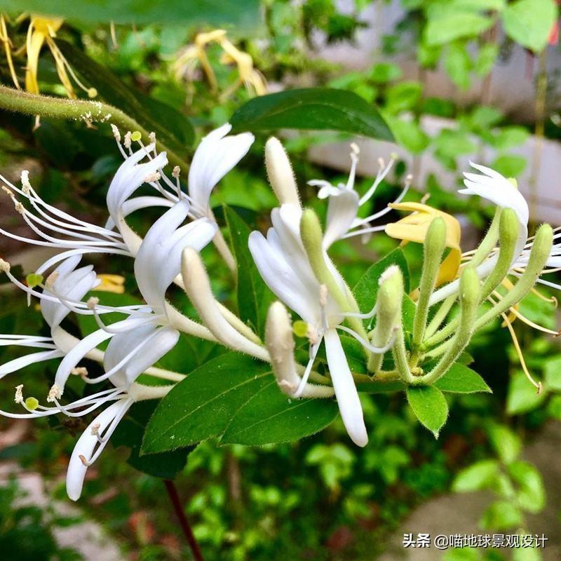长春蔓开花吗，长春蔓和常春藤一样吗?