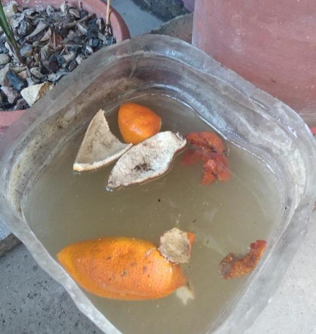 茶花施肥用什么肥料,茶花施肥过多怎么办,种茶花用什么肥料最好? 茶花施肥用什么肥料,茶花施肥过多怎么办,种茶花用什么肥料最好?