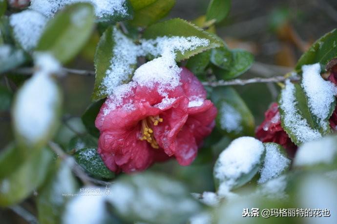 如何使茶梅在圣诞开花，茶梅开白花怎么办?