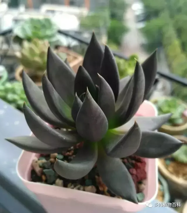 碧玉莲如何度夏,碧玉莲叶子瘪了怎么办? 碧玉莲如何度夏,碧玉莲叶子瘪了怎么办?