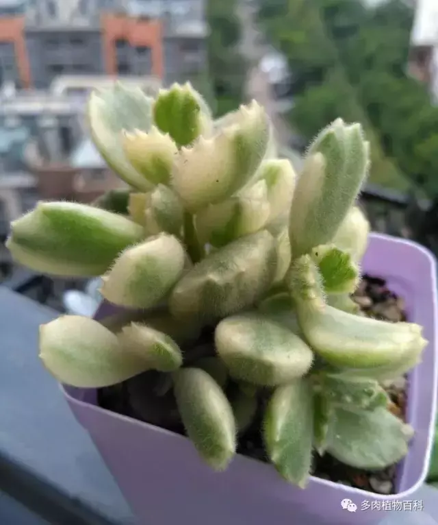 碧玉莲如何度夏,碧玉莲叶子瘪了怎么办? 碧玉莲如何度夏,碧玉莲叶子瘪了怎么办?
